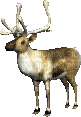 reindeer - Bezmaksas animēts GIF