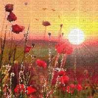 soave background animated flowers poppy field - Gratis animeret GIF