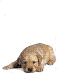 dog bp - Free animated GIF