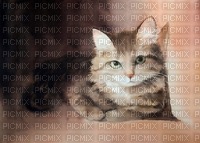 Watercolor Cat - PNG gratuit