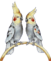 parrots in love gif - Бесплатный анимированный гифка