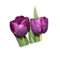 Flowers Tulips - png ฟรี