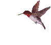 bird - Ingyenes animált GIF