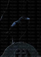 raven - Nemokamas animacinis gif