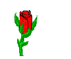fleur rouge - GIF animasi gratis