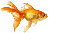 gold fish - Darmowy animowany GIF
