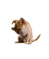 Chihuahua - png gratis