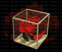 cube & rose - GIF animado gratis