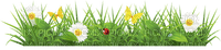 Flowers - 免费PNG