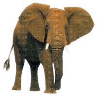 Kaz_Creations Elephants Elephant - besplatni png