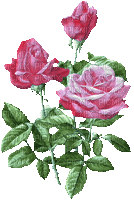 róże - Gratis animerad GIF