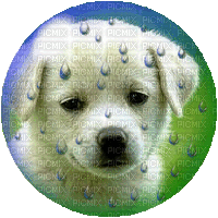 Kaz_Creations Animals Dog Pup Animated - 無料のアニメーション GIF