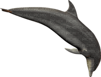 Kaz_Creations Dolphin - 無料png
