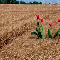 Dry Field with Tulips - nemokama png