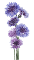 Cornflower Flower Blue - Bogusia - 無料png