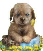 animated dog with flower basket - GIF animate gratis