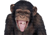 Kaz_Creations Monkey - png gratis