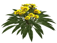 жёлтые герберы - png grátis