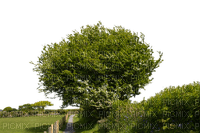 trees bp - Free PNG