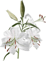 lilies by nataliplus - Free PNG