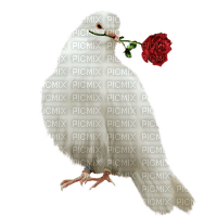 голубь с розой - PNG gratuit