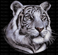 aze tigre  noir black blanc White - GIF animado grátis