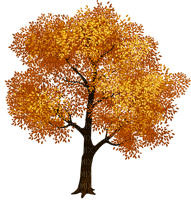 Fall Tree-RM - PNG gratuit