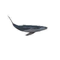 Рыба - Nemokamas animacinis gif