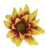 chrysanthemum, yellow flower, sunshine3 - GIF animate gratis
