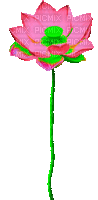 Animated.Lotus.Flower.Pink - By KittyKatLuv65 - Gratis geanimeerde GIF