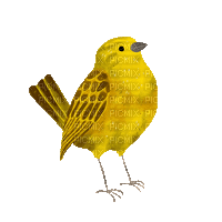 bird singer - Darmowy animowany GIF