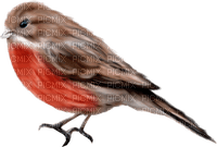Kaz_Creations Birds Bird Red-Brown - png ฟรี