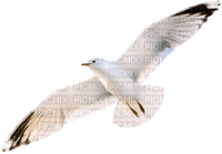 Seagull Bird Sea - Bogusia - zdarma png