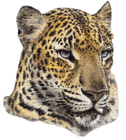 leopard bp - png ฟรี
