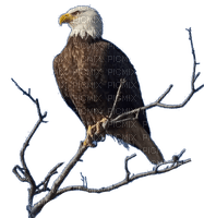 Eagle's Nest - Free PNG