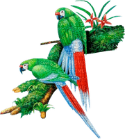 Oiseau - png grátis
