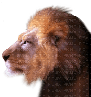 aze lion - PNG gratuit