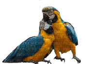 Perroquet - PNG gratuit
