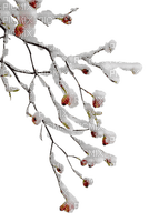 Kaz_Creations Winter Branch - Free PNG