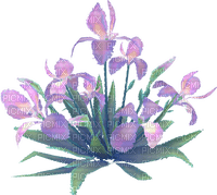 Iris Flowers - png gratis