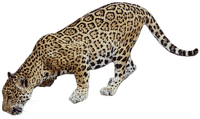 jaguar bp - PNG gratuit
