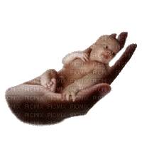 babys i handen---babys in hand - Animovaný GIF zadarmo