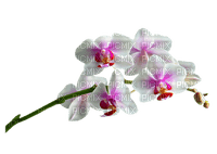 орхидея - ilmainen png