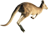 Kaz_Creations Animals Kangaroo - Free animated GIF