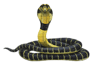 Kaz_Creations Snake - 免费PNG