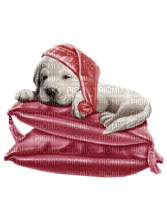 minou-dog-hund-nattmössa - δωρεάν png