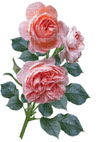 kukka fleur flower rose - darmowe png