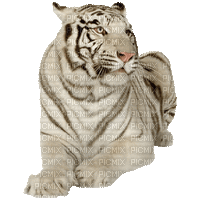 tigre blanc - Zdarma animovaný GIF