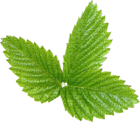 Kaz_Creations Deco Leaves Leafs  Colours - 免费PNG