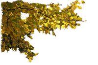 Ветка с  листьями - бесплатно png